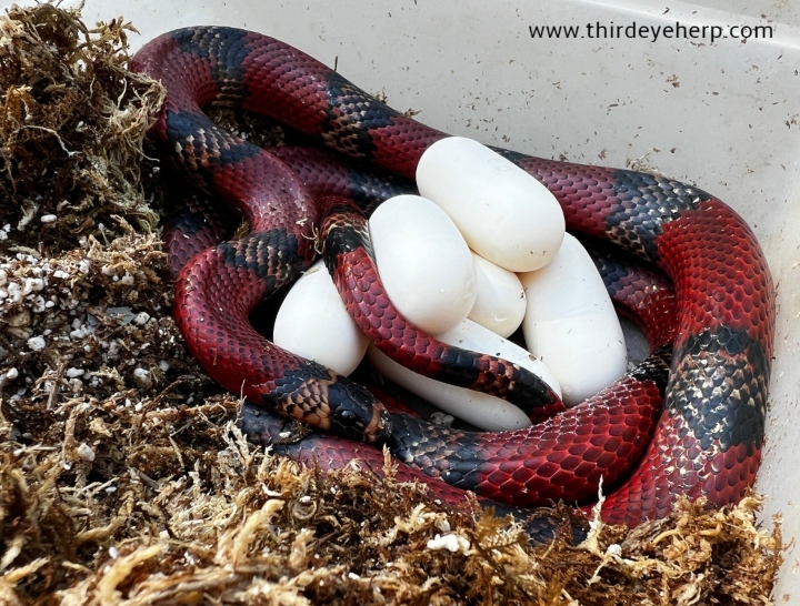 Honduran Milk Snake